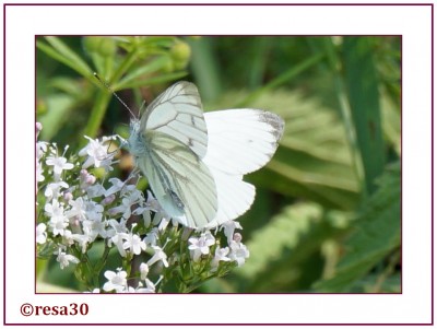Schmetterling2.jpg