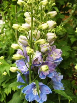 Photo7.jpg