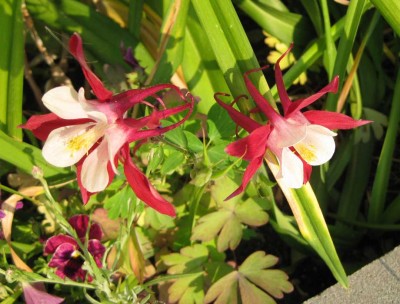 Aquilegia Crimson Star_9681.jpg