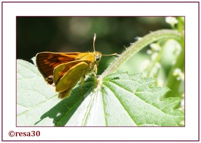 Schmetterling3.jpg