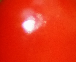 P1040808 (306x249).jpg