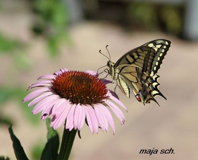 schwalbenschwanz 025.jpg