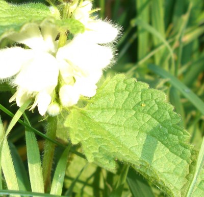 CIMG1472 - Kopie.JPG