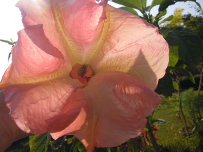 bergkönigin mit untermieter.JPG