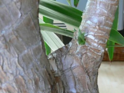 Yucca5.JPG