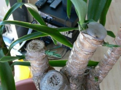 Yucca4.JPG