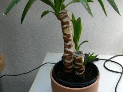 Yucca3.JPG
