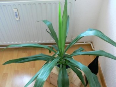Yucca2.JPG