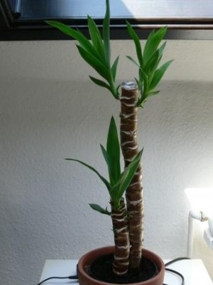 Yucca1.JPG