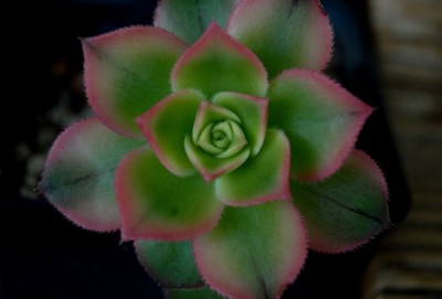 Crassulaceae213 042yy.jpg