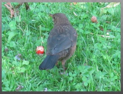 amsel.JPG