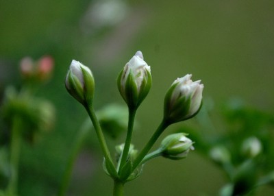 Pellis2013 245yy.jpg