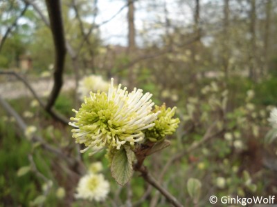 Fothergilla_major.JPG