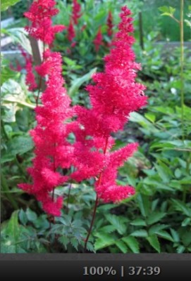 Astilbe.jpg