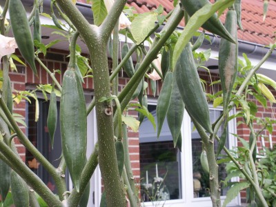 PICT0132.JPG