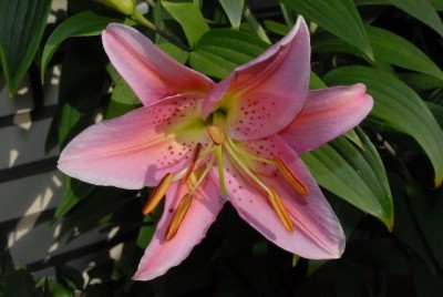 Lilien 004yy.jpg