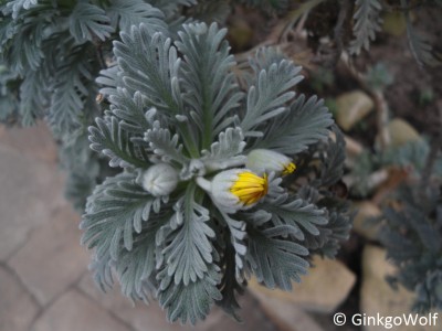 Euryops_pectinatus.JPG
