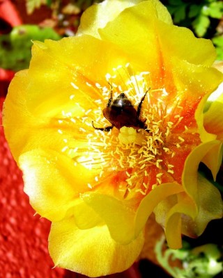 ich möchte jetzt nichts von Ar...kriecher hören,verstanden....jpg