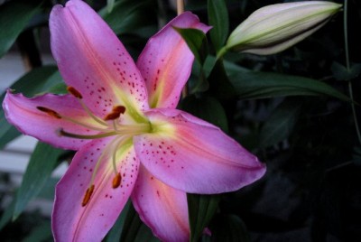 Lilien 008yy.jpg