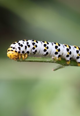Braunwurzmönch.JPG