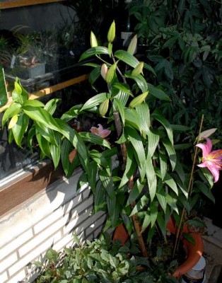 Lilien 016yy.jpg