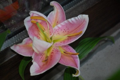 Lilien 015yy.jpg