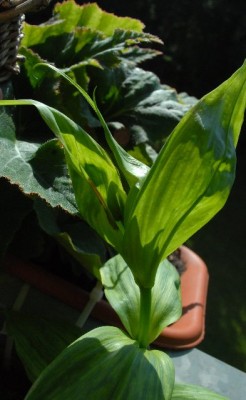 Gloriosa213 003yy.jpg