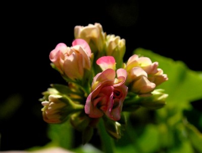 Pellis2013 253yy.jpg