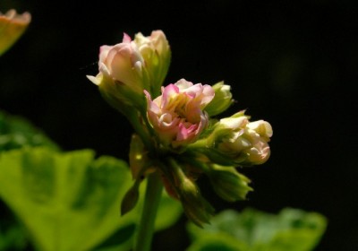 Pellis2013 252yy.jpg