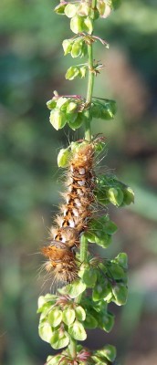 2013-07-dd - Pflanzen 022b - Ampfer-Rindeneule.jpg