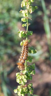 2013-07-dd - Pflanzen 023b - Ampfer-Rindeneule.jpg