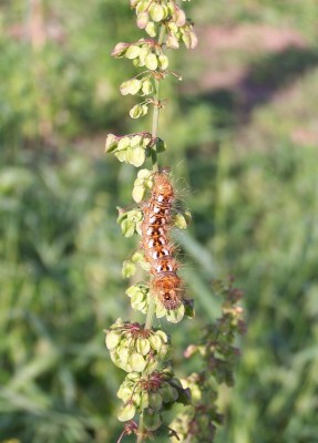 2013-07-dd - Pflanzen 018b - Ampfer-Rindeneule.jpg