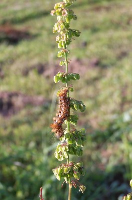 2013-07-dd - Pflanzen 019b - Ampfer-Rindeneule.jpg