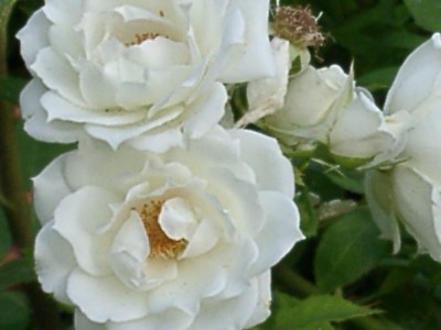weißeRose.JPG