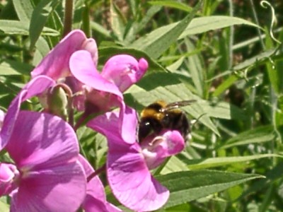 Biene auf Baurernorchidee.JPG