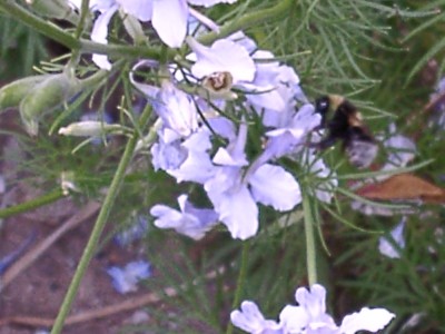 Biene auf weißem Rittersporn.JPG