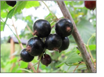 Puzzle Schwarze Johannisbeere.jpg