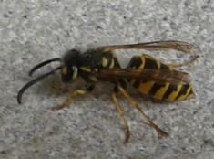 Wespe.JPG