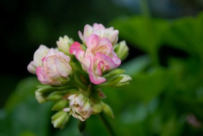 Pellis2013 261yy.jpg