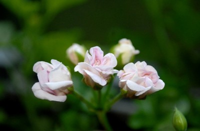 Pellis2013 259yy.jpg