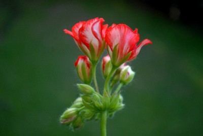 Pellis2013 256yy.jpg