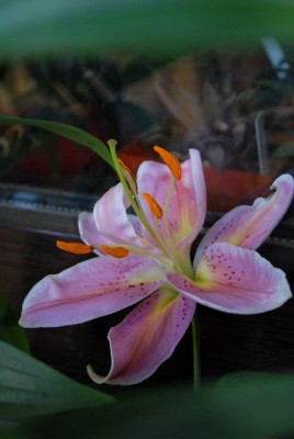Lilien 020yy.jpg