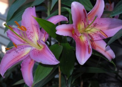 Lilien 017yy.jpg