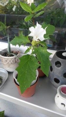 20130718_201712_resized.jpg