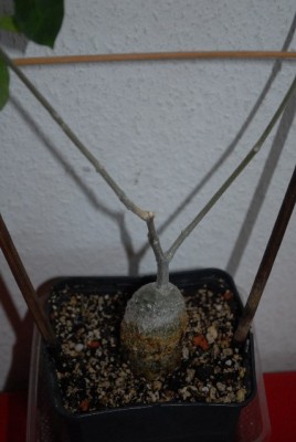 Fockea 019yy.jpg