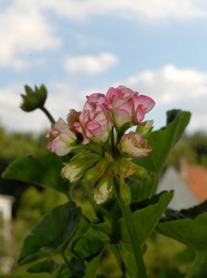 Pellis2013 269yy.jpg