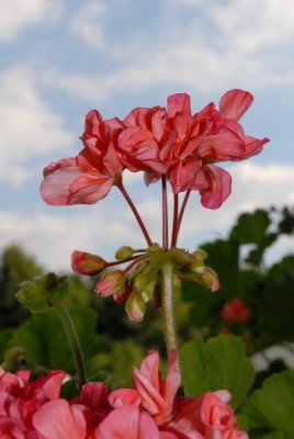 Pellis2013 268yy.jpg