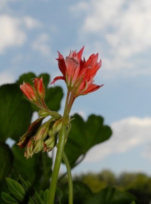 Pellis2013 267yy.jpg
