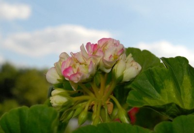 Pellis2013 266yy.jpg