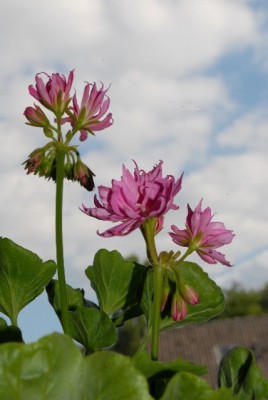 Pellis2013 265yy.jpg